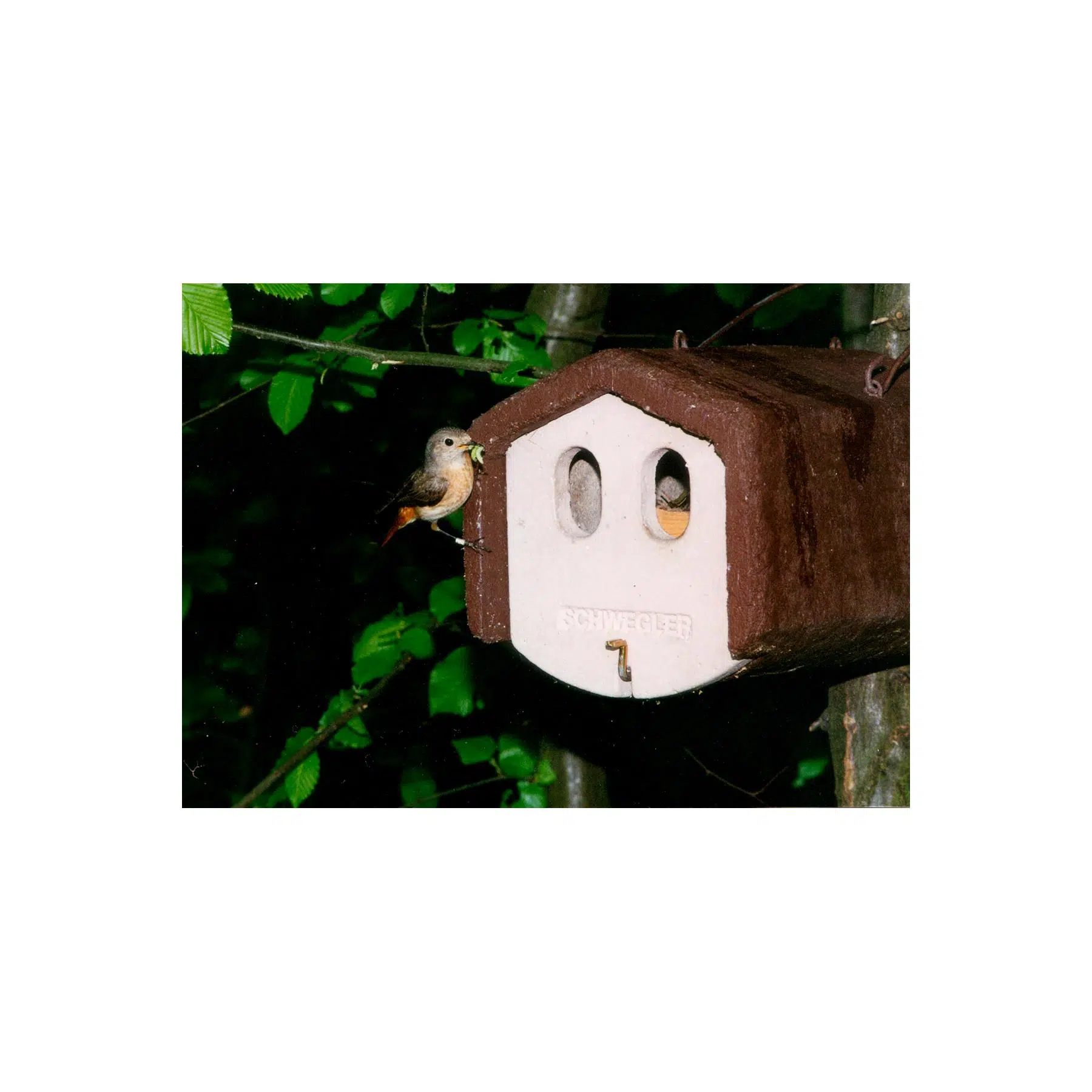 Schwegler dyb rødhalsekasse i træbeton