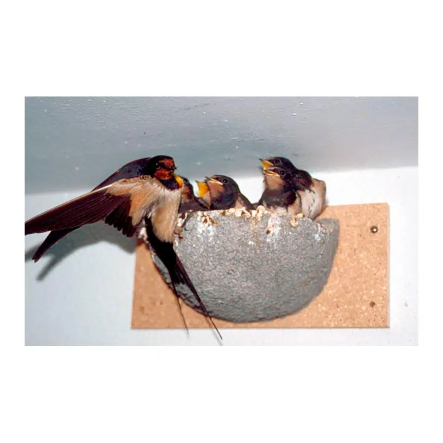 Schwegler landsvale redekasse i træbeton nr. 10