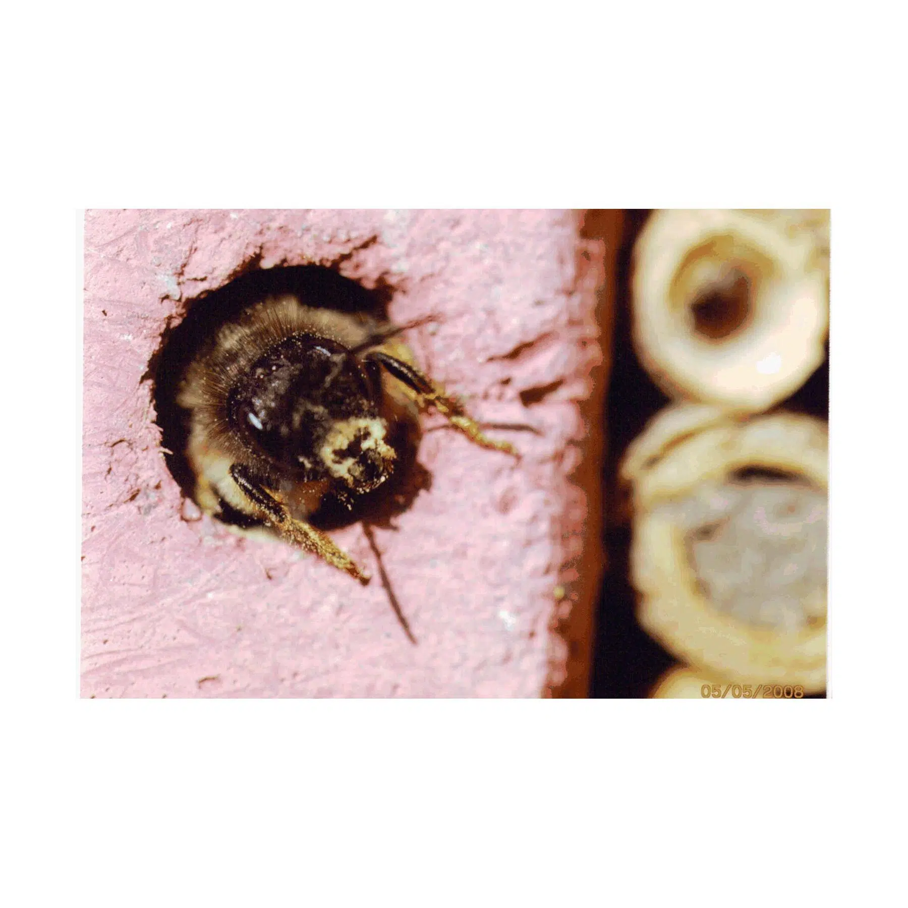 Schwegler Multi insekthotel