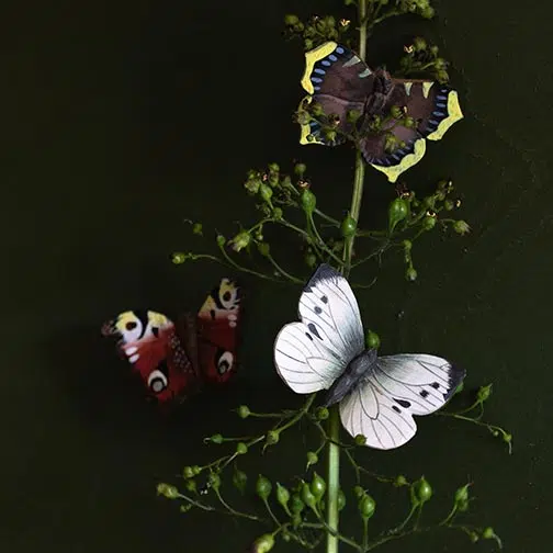 Wildlife Garden sommerfugle magneter