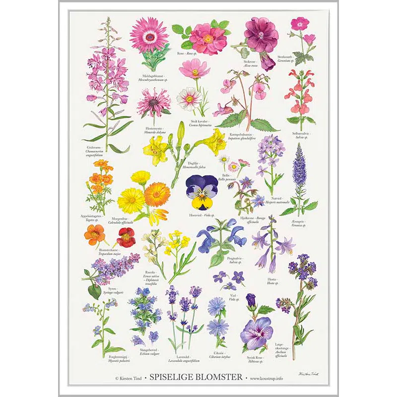 Spiselige blomster – A2-Plakat malet af Kirsten Tind