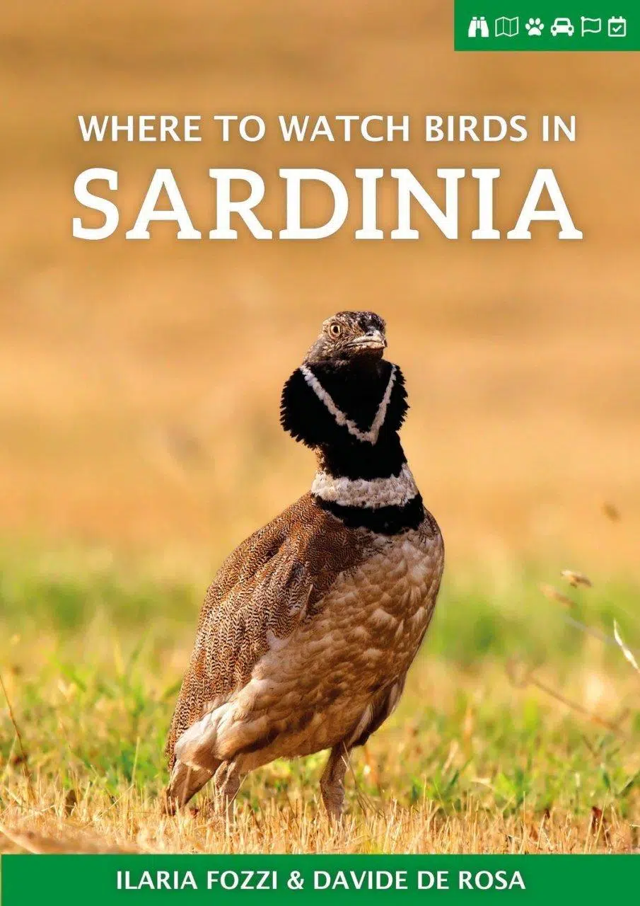 Where to watch birds in Sardinia