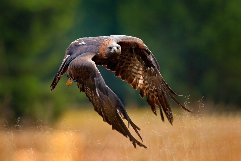 Kongeørn, Golden Eagle