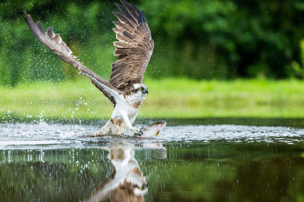 Fiskeørn, Osprey