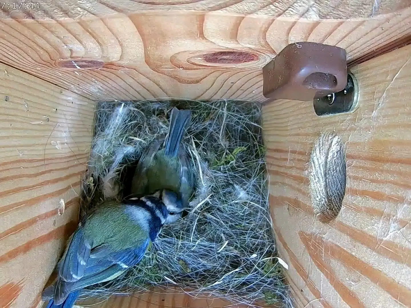 Green Feathers HD Redekassekamera med netværkskabel blåmejse