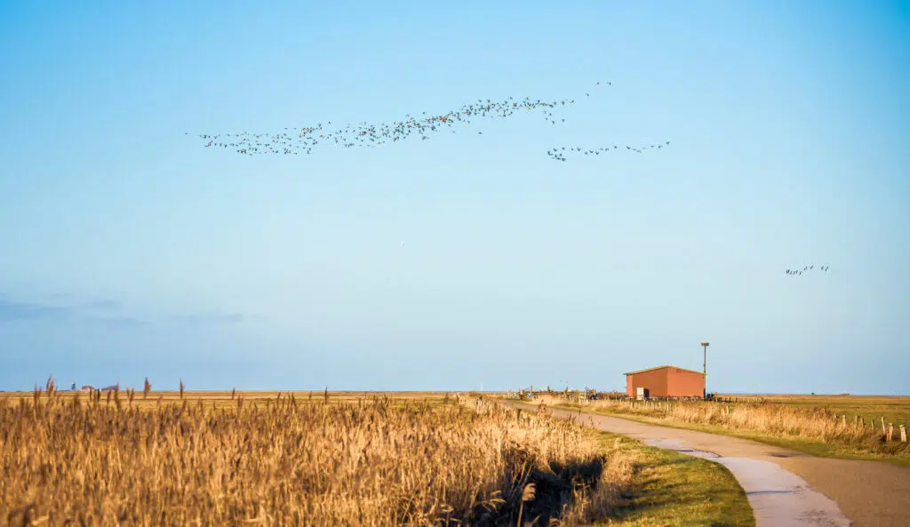 ugleflokkene ved Tipperne i Vestjylland, en vigtig rasteplads for trækfugle.