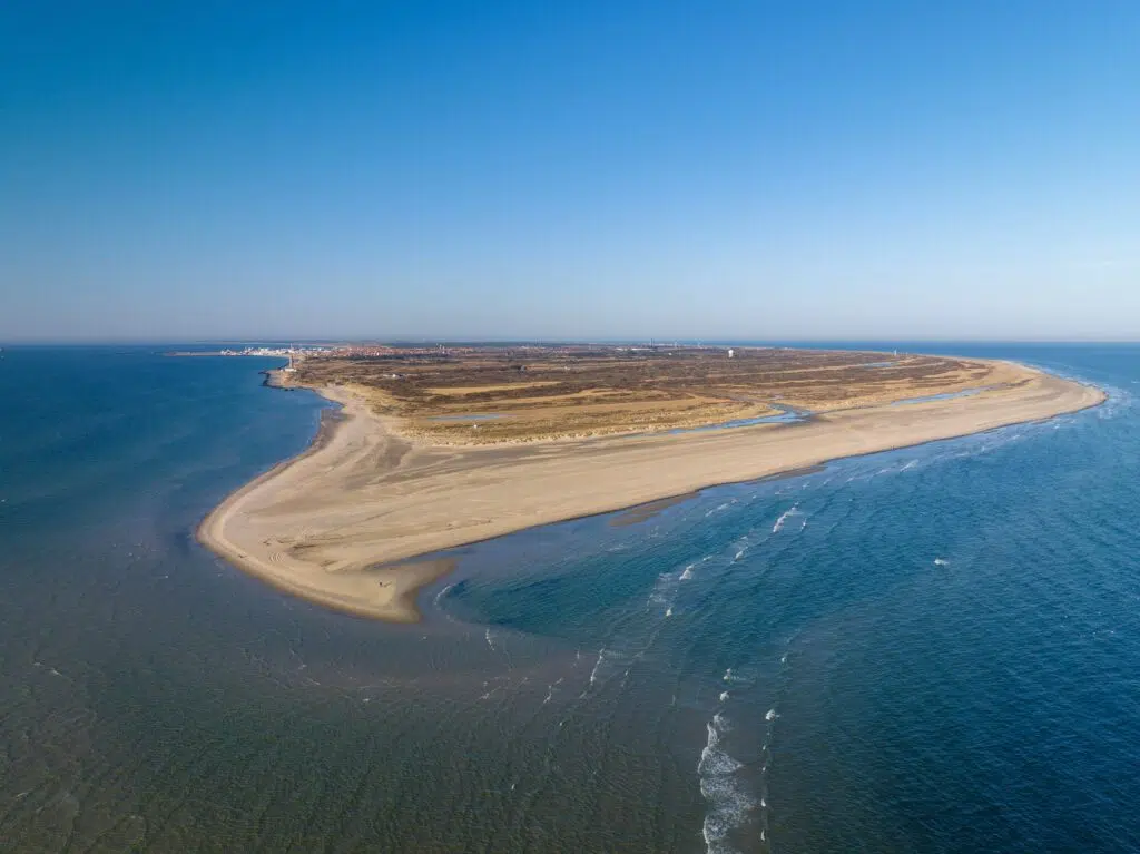 Rovfugle i flugt over Grenen ved Skagen, hvor Kattegat og Skagerrak mødes.