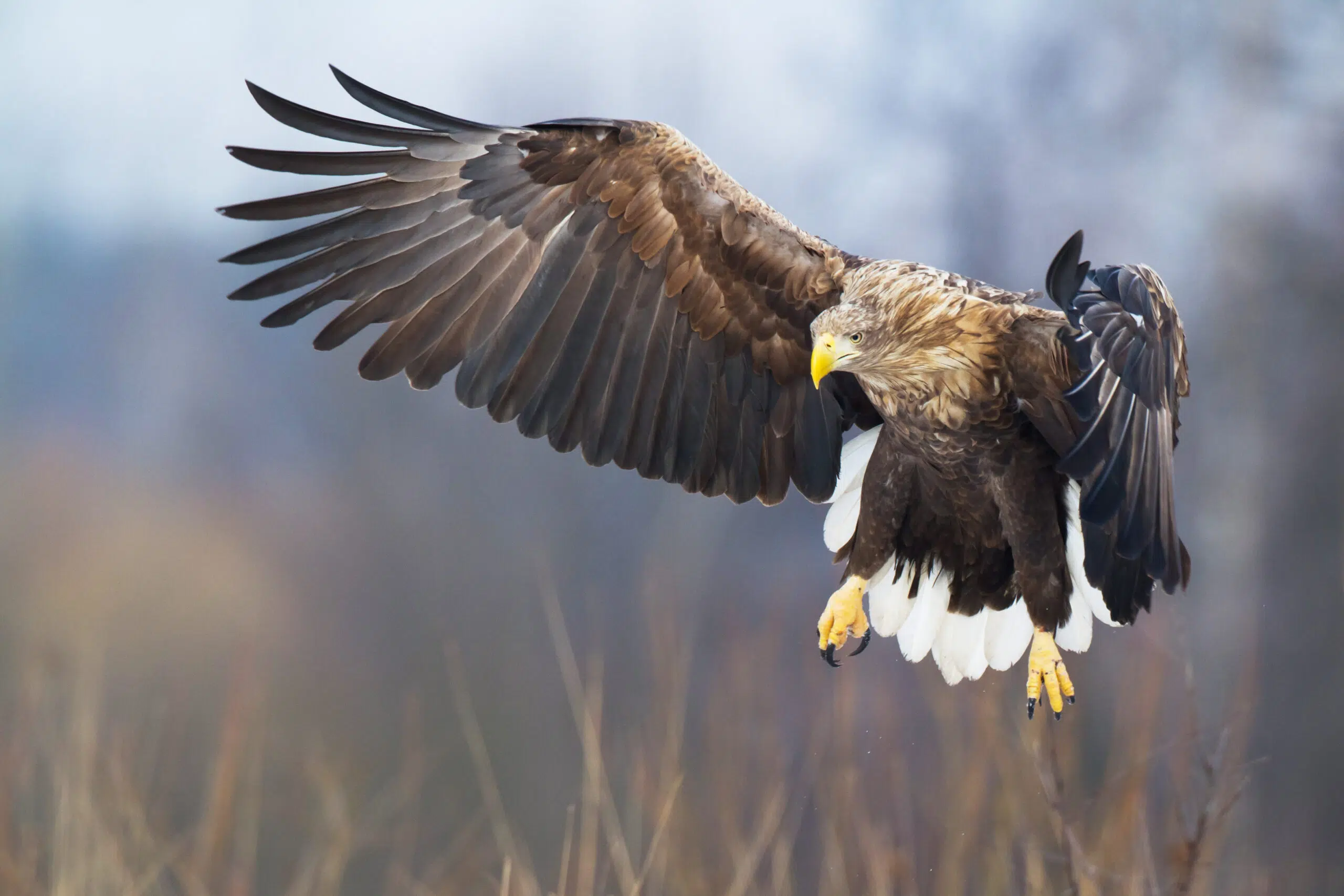 White-tailed eagle, Havørn