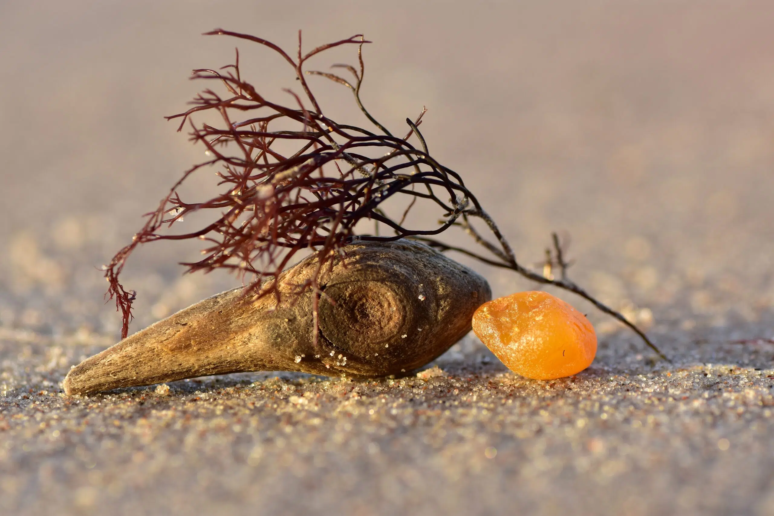 Rav på en strand der er formet som en fugl