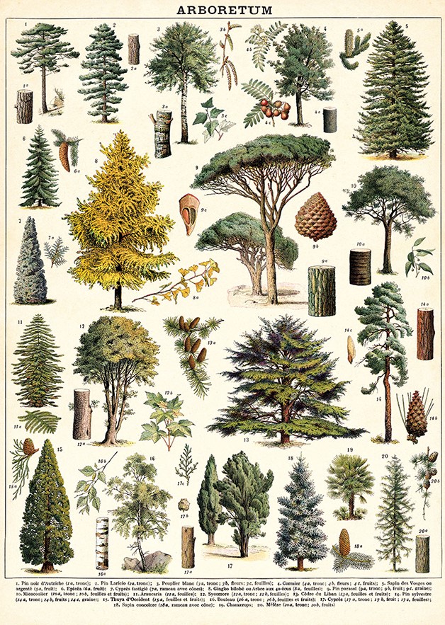 Arboretum plakat - Cavallini & Co