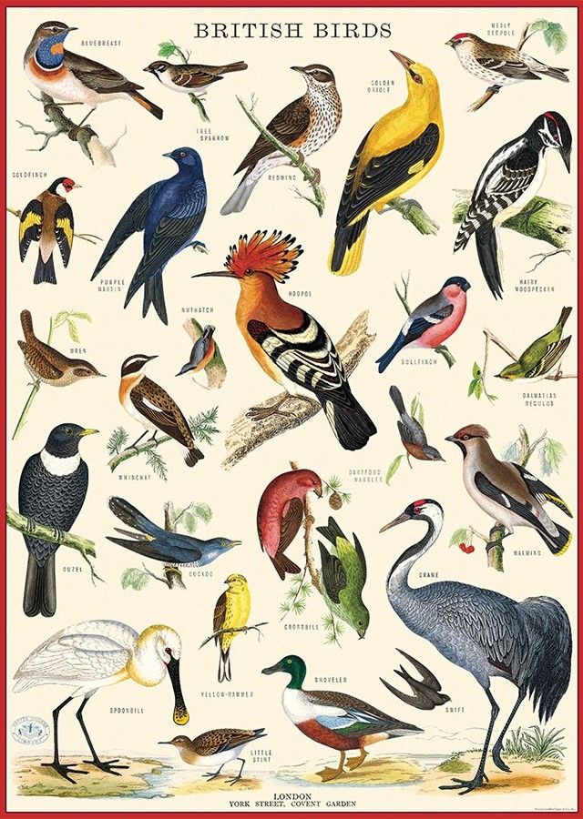 British Birds Plakat - Cavallini & Co