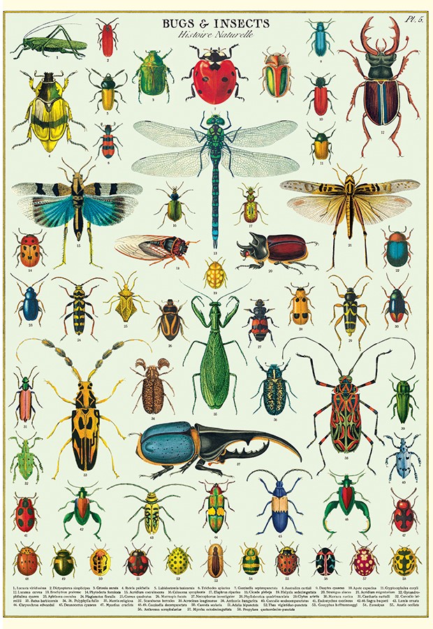 Bugs & Insects plakat - Cavallini & Co