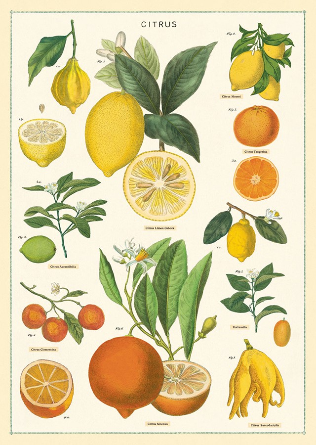 Citrus plakat - Cavallini & Co