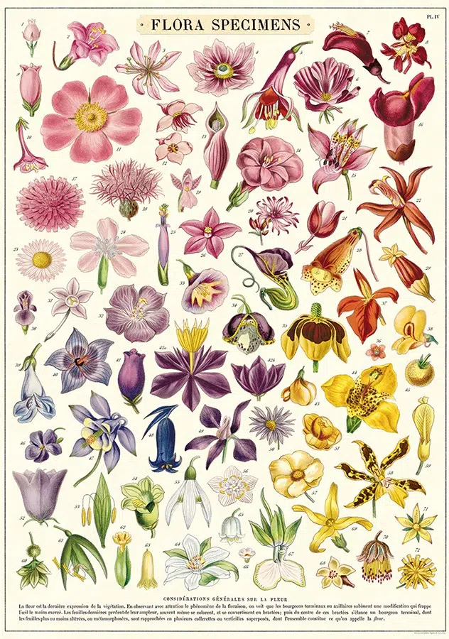 Flora Specimens plakat - Cavallini & Co