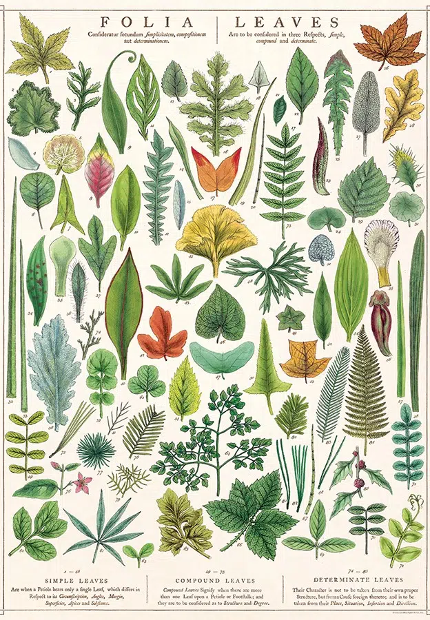 Folia Leaves - Cavallini & Co