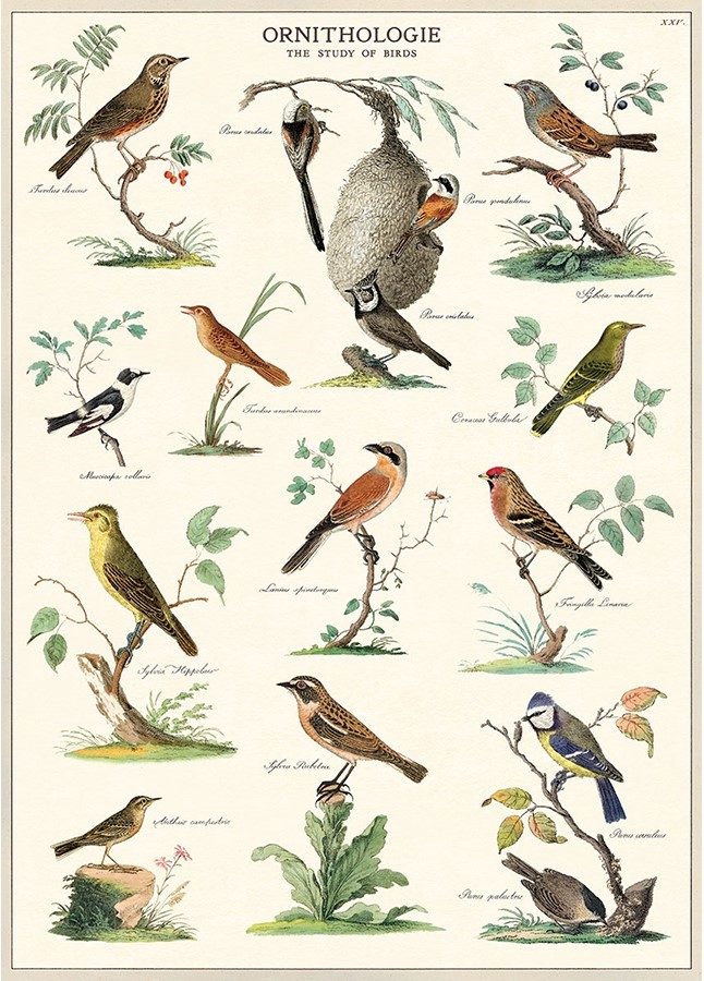 Ornithologie plakat - Cavallini & Co