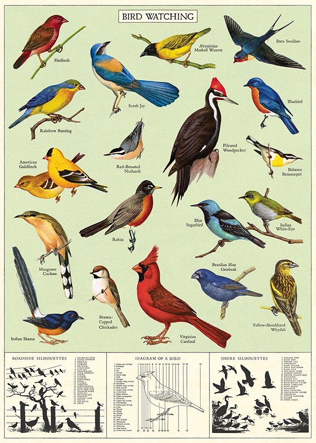 Study of birds plakat - Cavallini & Co