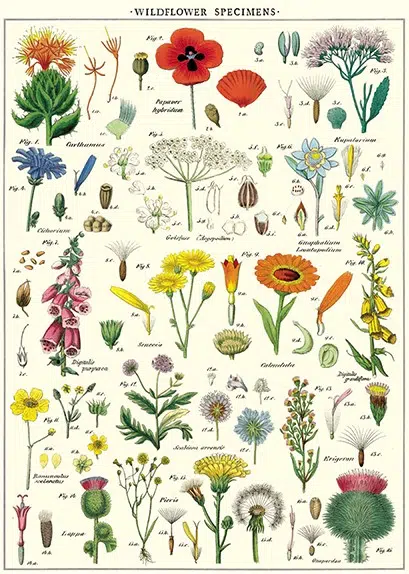 Wildflowers Plakat - Cavallini & Co