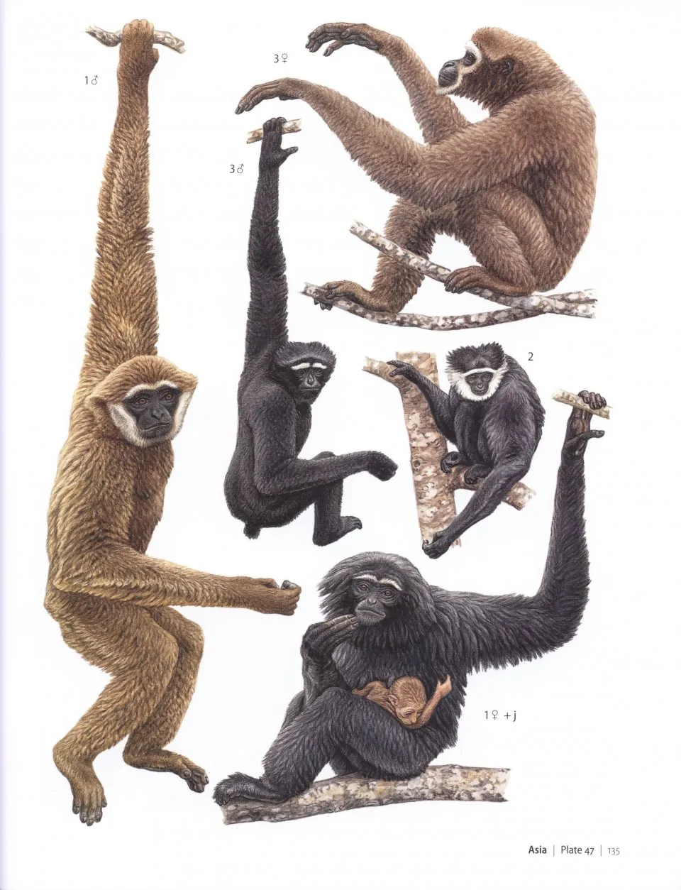 Primates of the World eksempel 2