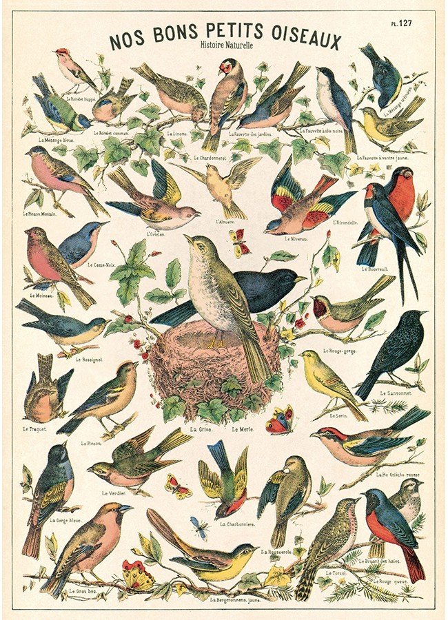 Bird Chart plakat - Cavallini & Co