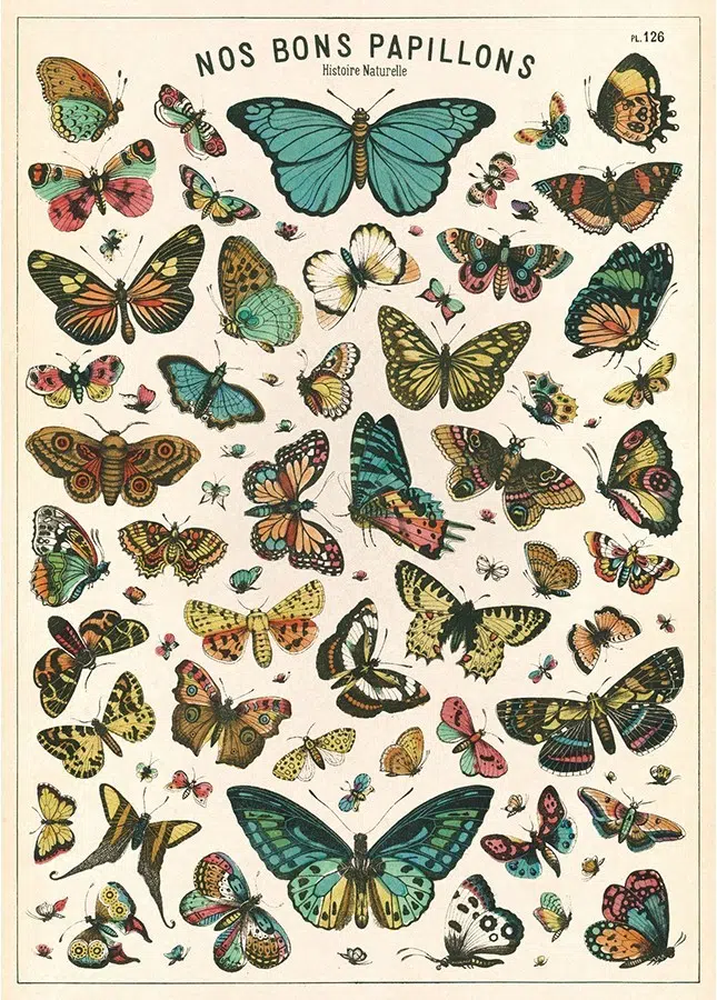 Butterflies Chart plakat - Cavallini & Co