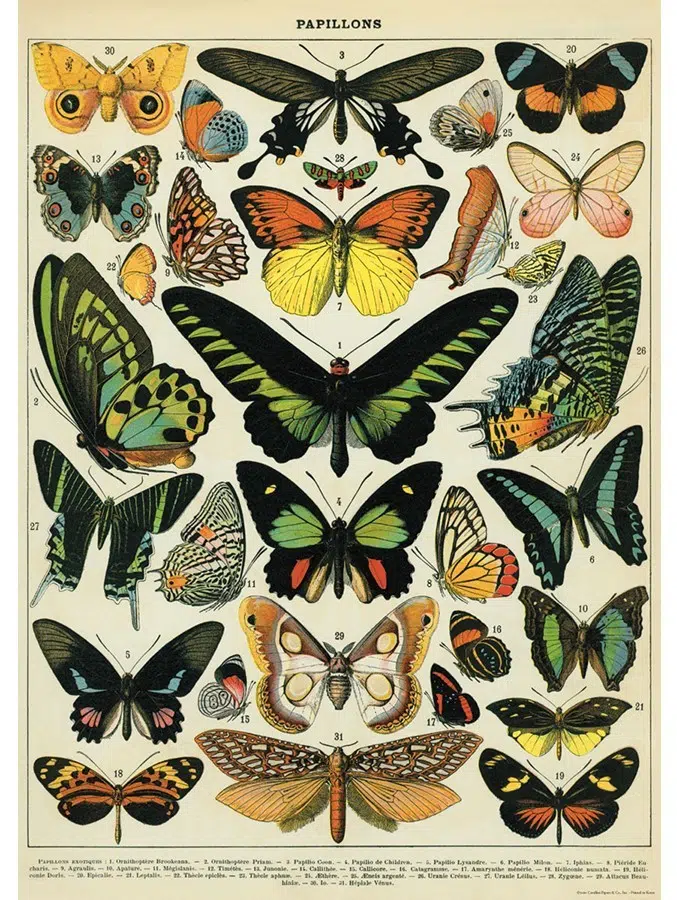 Butterflies plakat - Cavallini & Co