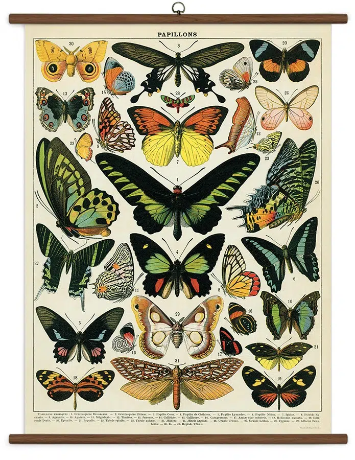 Butterflies stor plakat - Cavallini & Co