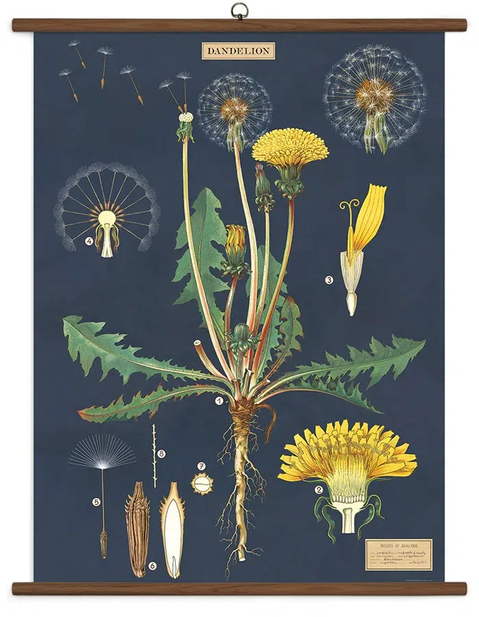 Dandelion stor plakat - Cavallini & Co