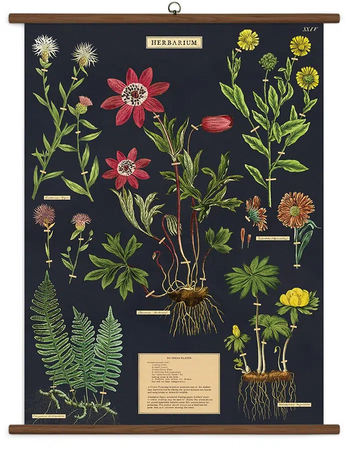 Herbarium stor plakat - Cavallini & Co