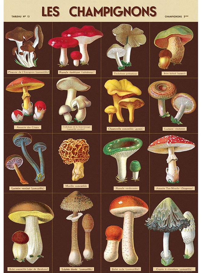 Les Champignons plakat - Cavallini & Co