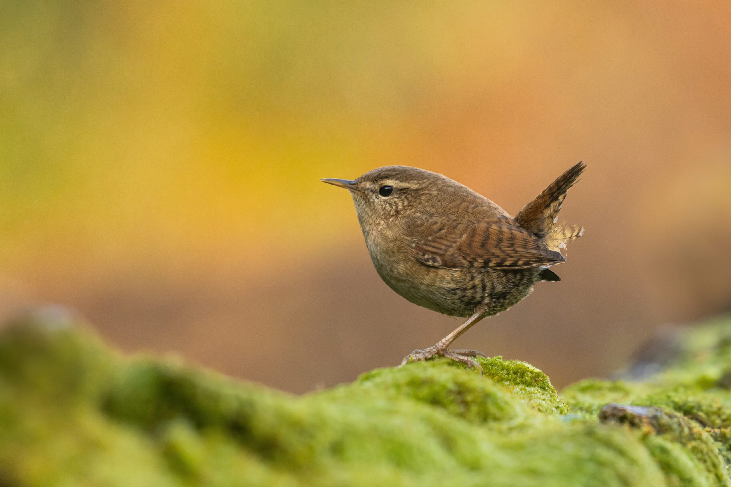 En gærdesmutte (Troglodytes troglodytes) sidder på en mosdækket overflade med en varm, sløret baggrund, der fremhæver fuglens brune og stribede fjerdragt.