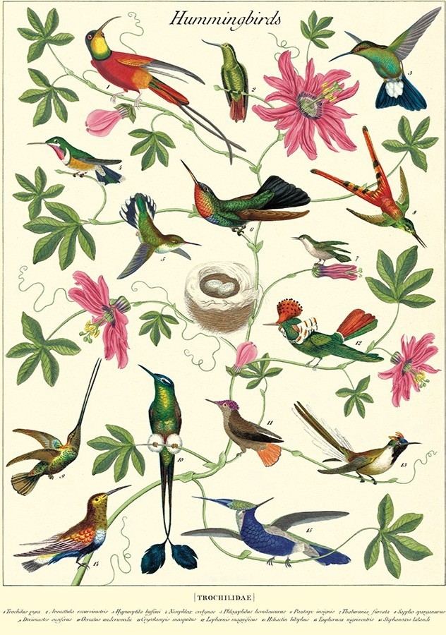 Hummingbirds plakat - Cavallini & Co.