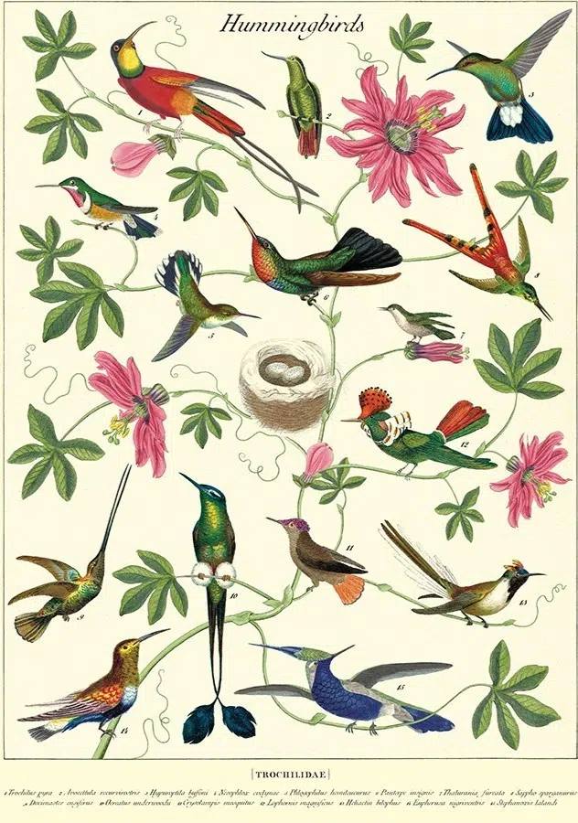 Hummingbirds plakat - Cavallini & Co.