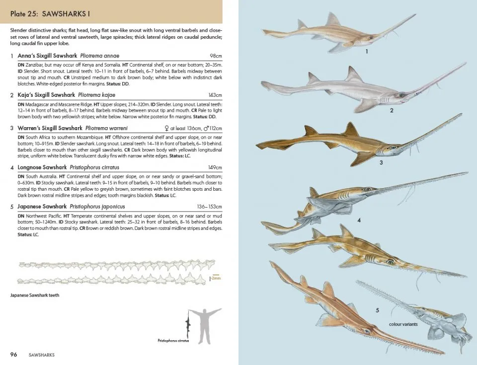 Eksempel 3 til A Pocket Guide to Sharks of the World