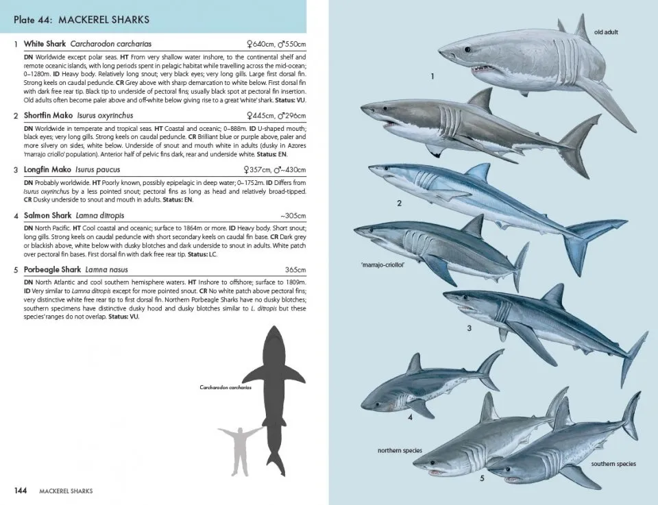 Eksempel 2 til A Pocket Guide to Sharks of the World