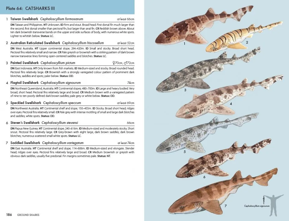 Eksempel 1 til A Pocket Guide to Sharks of the World