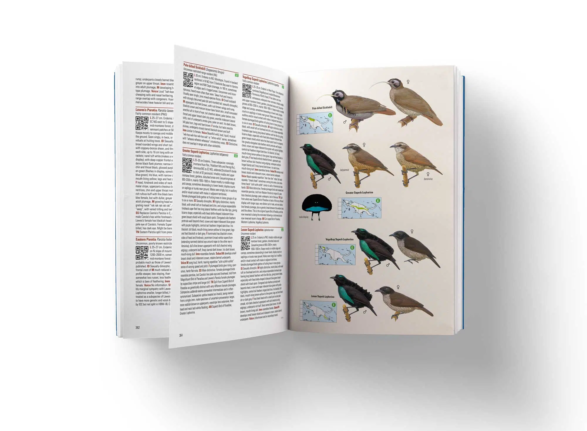 Eksempel på 2. udgave af fuglebogen Birds of New Guinea #2