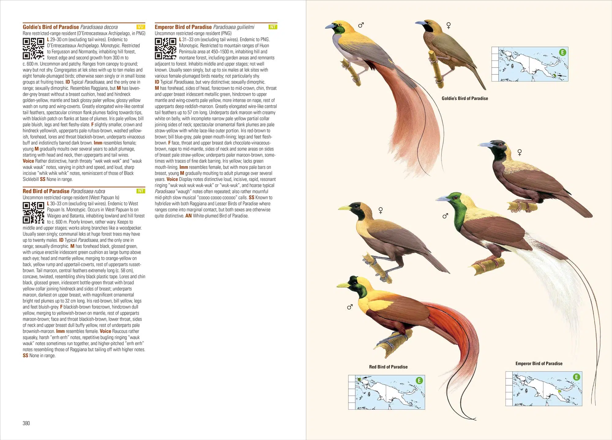 Eksempel på 2. udgave af fuglebogen Birds of New Guinea #3