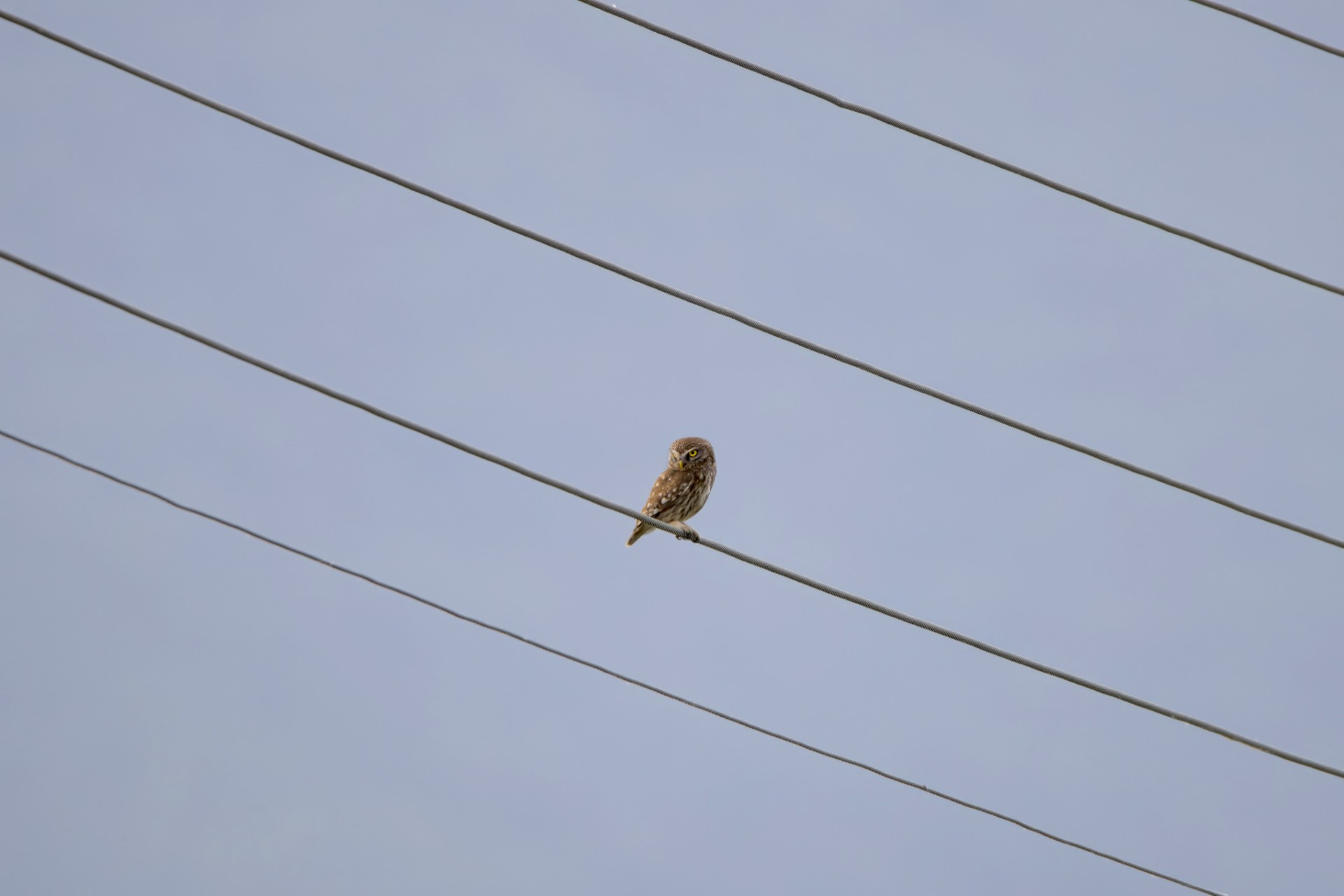 Kirkeugle little owl