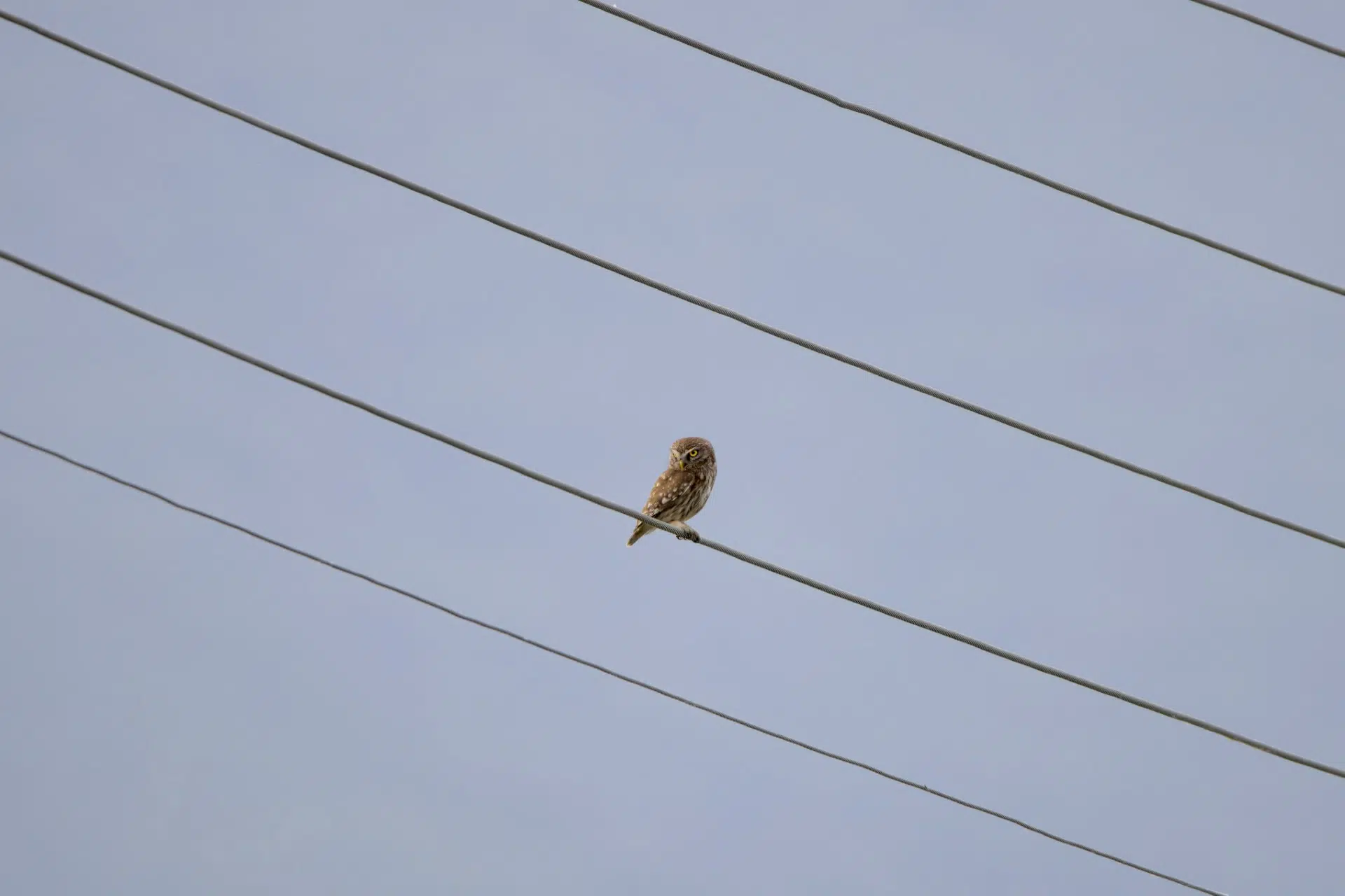 Kirkeugle little owl