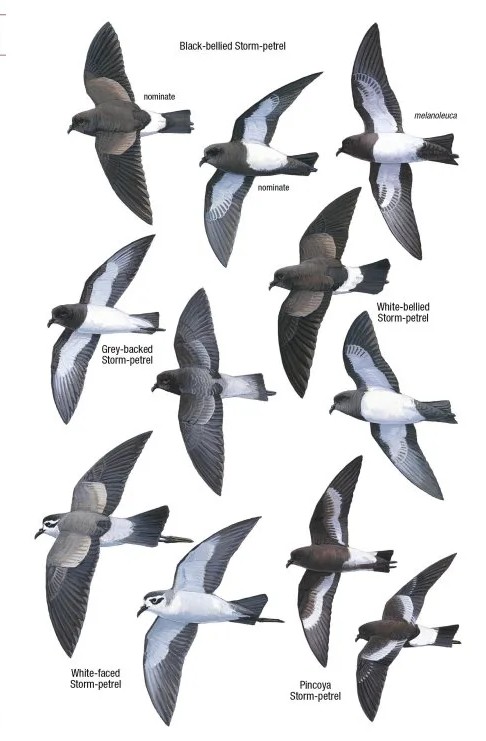 felthaandbog---tegninger---enkelt