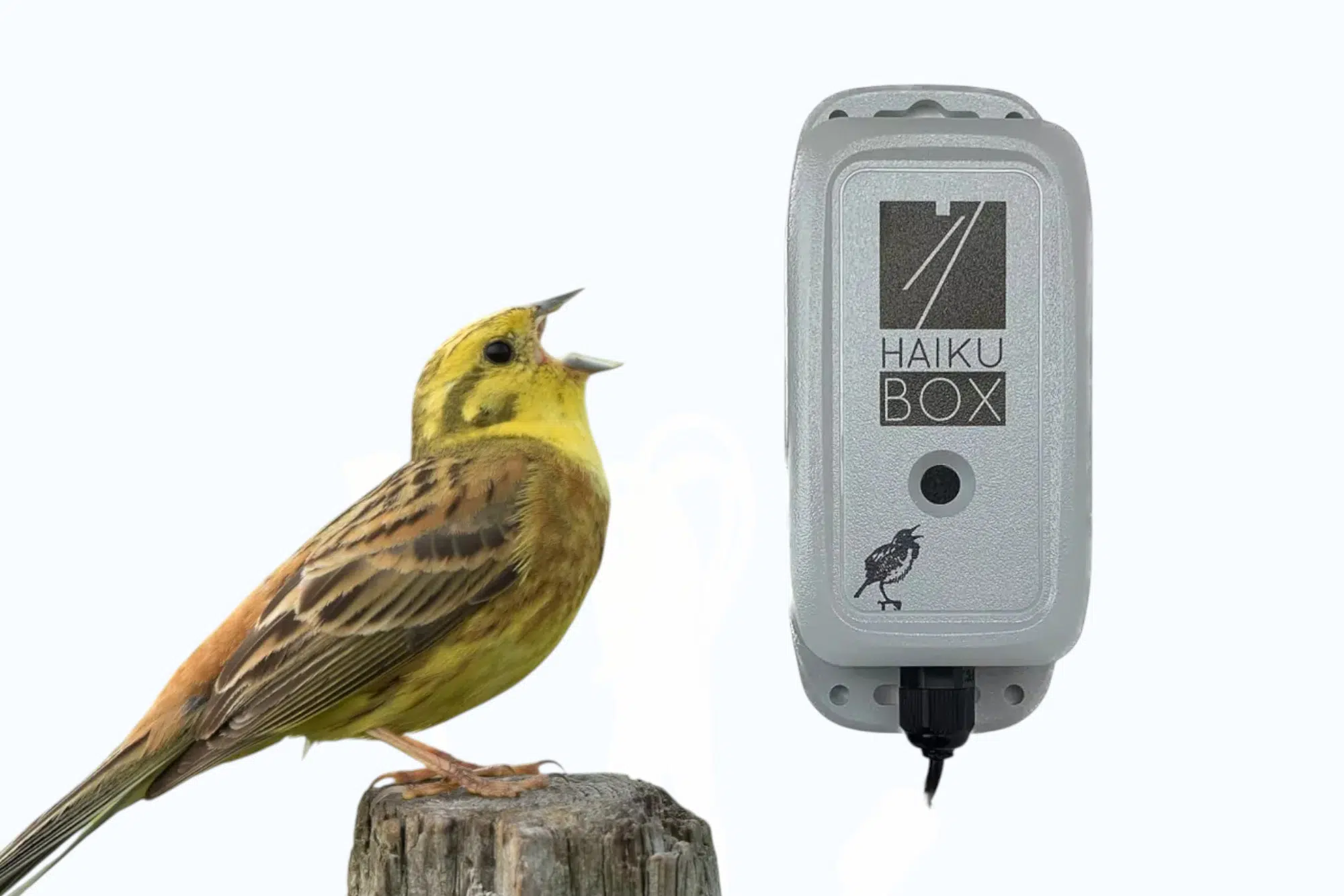 Haikubox mikrofon til havefugle