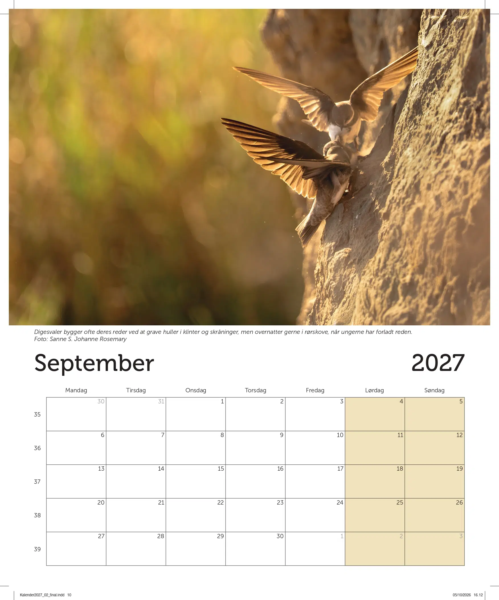 Billede af digesvale for september måned fra DOF BirdLifes vægkalender til 2027