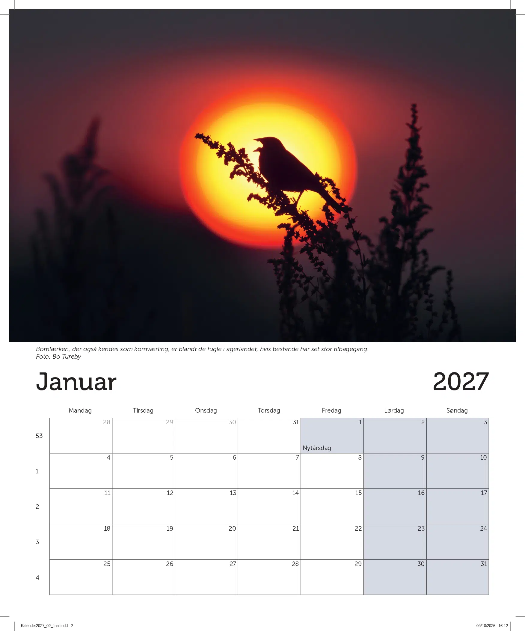 Billede af bomlærke for januar måned fra DOF BirdLifes vægkalender til 2027