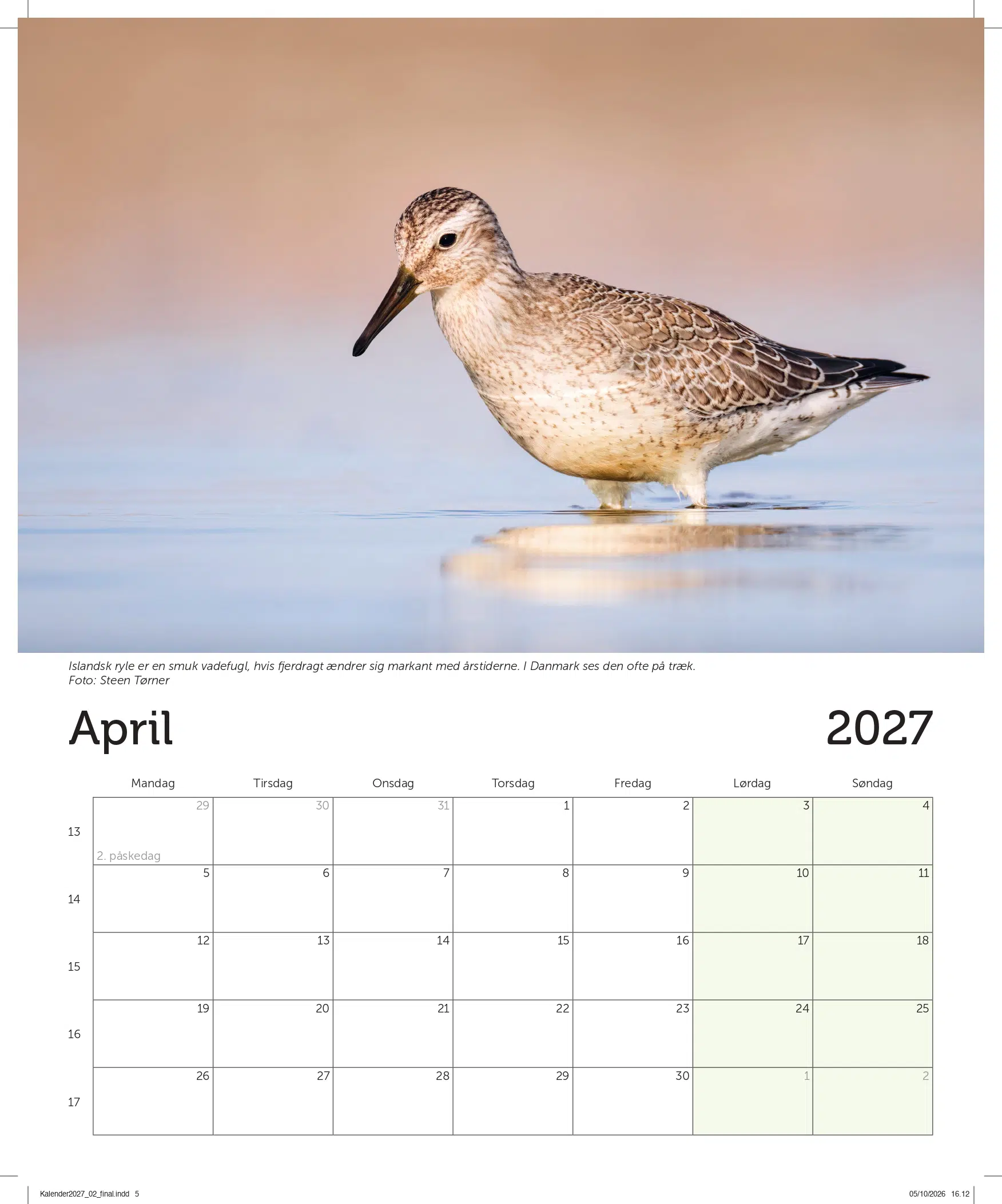Billede af islandsk ryle for april måned fra DOF BirdLifes vægkalender til 2027